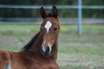 Opzoek naar een hengstenopfok of gezelschapsmaatje, Dieren en Toebehoren, Paarden, Hengst