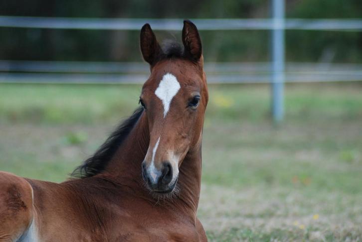 Opzoek naar een hengstenopfok of gezelschapsmaatje, Dieren en Toebehoren, Paarden, Hengst