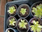Vet planten, Ophalen
