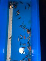 Jonge europese koi’s, Dieren en Toebehoren