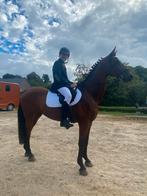 Grondwerkpaard/Wandelpaard/Weidemaatje, Dieren en Toebehoren, Met stamboom, Ruin, Niet van toepassing, 11 jaar of ouder