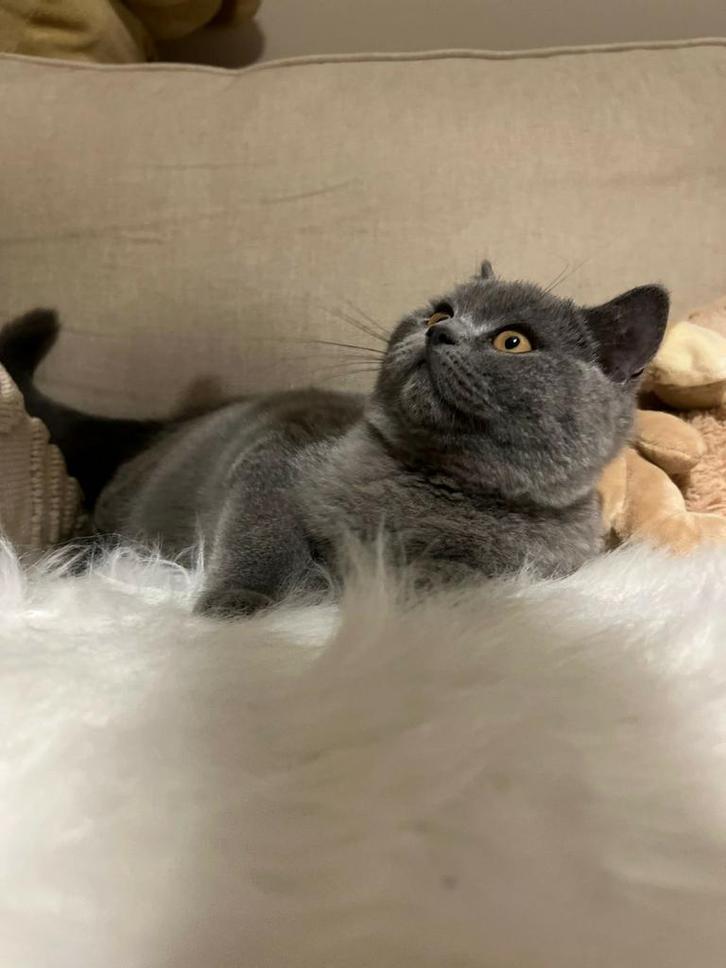 Chatons bleus britanniques à poil court à vendre, Animaux & Accessoires, Chats & Chatons | Chats de race | Poil ras, Chat, 0 à 2 ans