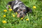 Teckel dwerg pups hier geboren🐾, CDV (hondenziekte), Meerdere, 8 tot 15 weken, Meerdere dieren