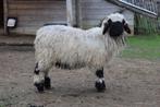 Walliser zwartneusschapen te koop, Dieren en Toebehoren, Schapen, Geiten en Varkens, Meerdere dieren, Schaap, 0 tot 2 jaar