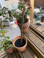 4 stuks frangipani (plumeria) GEEN KOERIER (30/55€) st, Tuin en Terras, Planten | Bomen, Ophalen, Winter