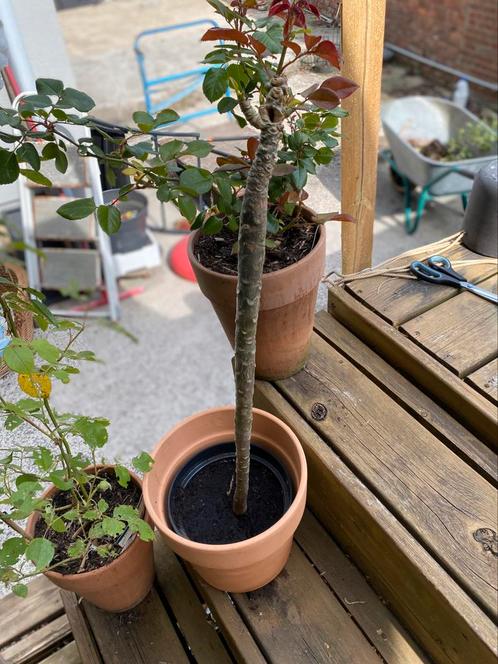 4 stuks frangipani (plumeria) GEEN KOERIER (30/55€) st, Tuin en Terras, Planten | Bomen, Winter, Ophalen