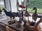 Lot opgezette dieren taxidermie, Verzamelen, Dierenverzamelingen, Ophalen of Verzenden, Zo goed als nieuw, Vogel, Opgezet dier