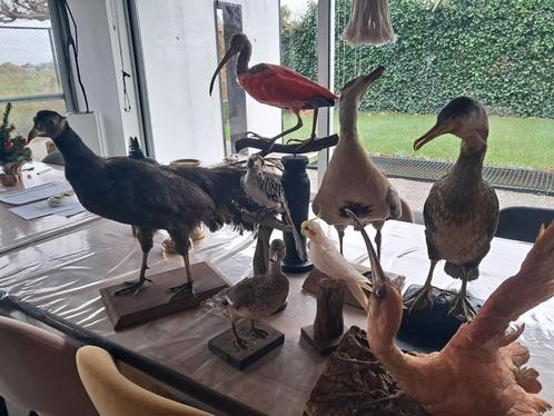 Lot opgezette dieren taxidermie, Verzamelen, Dierenverzamelingen, Zo goed als nieuw, Opgezet dier, Vogel, Ophalen of Verzenden