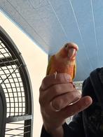 Conures pyrrhura suncheek, Meerdere dieren, Dwergpapegaai of Agapornis, Geringd