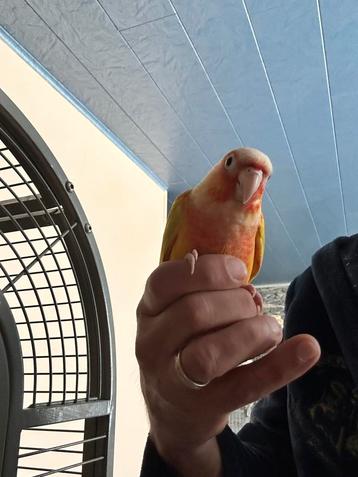 Conures pyrrhura suncheek beschikbaar voor biedingen