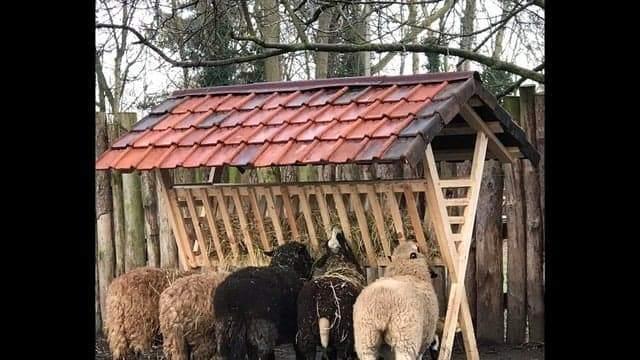 Robuuste hooiruif, Dieren en Toebehoren, Schapen, Geiten en Varkens