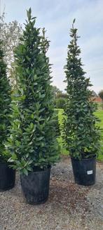 Laurus Nobilis - Laurier piramide, Tuin en Terras, Ophalen, Halfschaduw