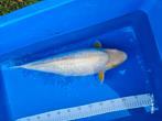 Hand tamme ginrin 45 cm