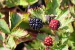 Tuinplanten Bramenstruik produceert heerlijke zwarte bramen, Tuin en Terras, Ophalen of Verzenden, Lente, Vaste plant, Fruitplanten