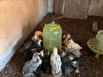 Haan kuikens gratis cochin kriel, Dieren en Toebehoren, Mannelijk, Kip