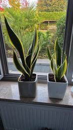 sanseveria / vrouwentong in bloempot, Huis en Inrichting, Kamerplanten, Ophalen