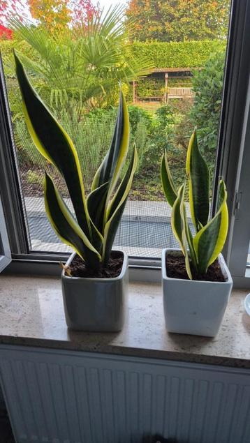 sanseveria / vrouwentong in bloempot beschikbaar voor biedingen