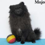 Kees "Mojo" (reu) pup te koop, CDV (hondenziekte), België, Reu, Handelaar