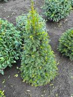 Taxus kegels, Jardin & Terrasse, Plantes | Arbustes & Haies, 100 à 250 cm, Taxus, Enlèvement, Arbuste