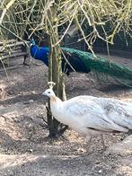 Zwartvleugelpauw hen, Dieren en Toebehoren, Vrouwelijk, Overige soorten