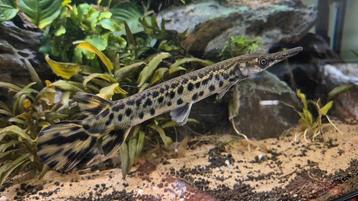 Alligatorgar (vis van Atractosteus) beschikbaar voor biedingen