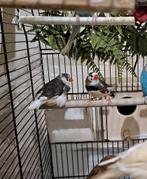 prachtige vogels, Dieren en Toebehoren, Vogels | Overige Vogels