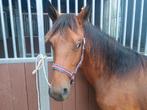 Prachtige jaarling appaloosa hengst D-pony, Dieren en Toebehoren