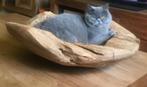Brits korthaar, Poes, Gechipt, 0 tot 2 jaar