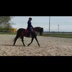 Training – Zadelmak maken, doorrijden, grondwerk & meer, Dieren en Toebehoren, Paarden, Zadelmak