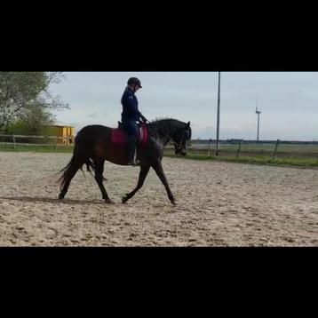 Training – Zadelmak maken, doorrijden, grondwerk & meer, Débourré