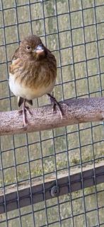 Kanarie, Dieren en Toebehoren, Vogels | Overige Vogels, Geslacht onbekend