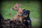 Dwergpinscher pups, Dieren en Toebehoren, België, Overige rassen, CDV (hondenziekte), 8 tot 15 weken