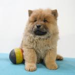 Chow Chow - Belgische pups te koop, Dieren en Toebehoren, Honden | Poolhonden, Keeshonden en Oertypen, België, CDV (hondenziekte)