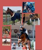 Tallentvolle ruin, Dieren en Toebehoren, Ruin, L, Springpaard