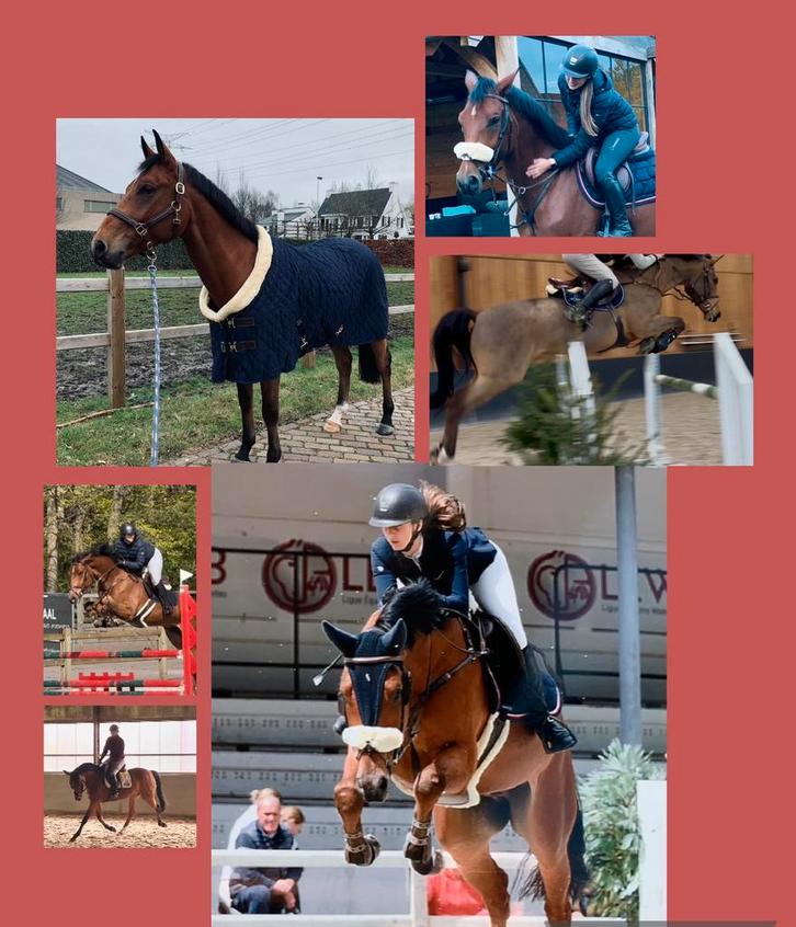 Tallentvolle ruin, Animaux & Accessoires, Chevaux, Hongre, L, Cheval de saut