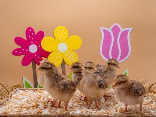 Welsumer baby kuikens, gesekst en ingeënt, groot soort, Dieren en Toebehoren, Pluimvee, Kip, Vrouwelijk