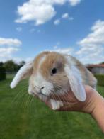 Super lieve Nederlandse dwerg hangoortjes voedsters en ramme, Dieren en Toebehoren, Konijnen, Dwerg