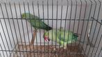 Halsband parkiet, Dieren en Toebehoren, Vogels | Parkieten en Papegaaien