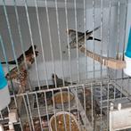 Roodkopamadine mannen te koop, Mâle, Oiseau tropical, Bagué