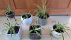 Graslelies met pot, Ophalen