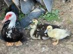 3 barbarie eenden bijna 3 maanden oud, Dieren en Toebehoren