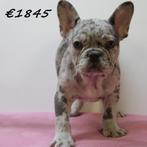 Franse Bulldog - pups te koop, Dieren en Toebehoren, 15 weken tot 1 jaar, Buitenland, CDV (hondenziekte), Meerdere