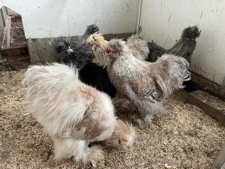 USA zijdehoen hanen, Dieren en Toebehoren, Pluimvee, Kip, Mannelijk