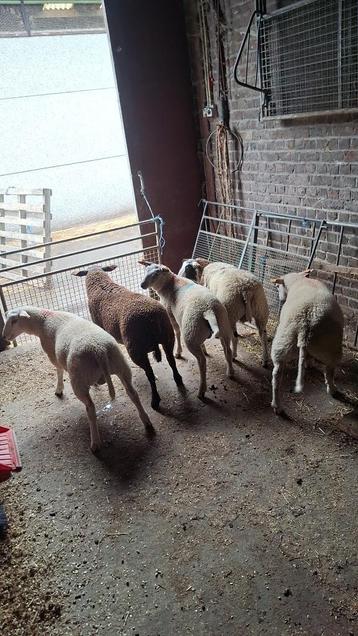 Bokken te koop, Mannelijk, Schaap, 0 tot 2 jaar