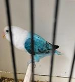 Blauw opaline fischeri pop, Dieren en Toebehoren, Vogels | Parkieten en Papegaaien, Vrouwelijk, Dwergpapegaai of Agapornis, Geringd