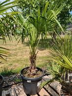 Winterharde palmboom Trachycarpus Fortunei, Ophalen, Palmboom