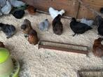 Zijdehoenders , cochin krielen padua araucana, Dieren en Toebehoren, Pluimvee