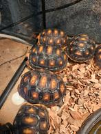 tortue charbonnière Juvénile de juin 2025, Dieren en Toebehoren, Reptielen en Amfibieën, Schildpad