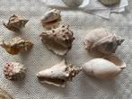 schelpen, Verzamelen, Mineralen en Fossielen, Ophalen, Schelp(en)