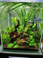 Javamos, Dieren en Toebehoren, Vissen | Aquaria en Toebehoren, Ophalen, Nieuw, Plant(en), Steen of Hout